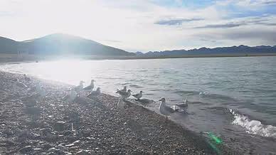 纳木措湖湿地景区海鸥特写视频的预览图